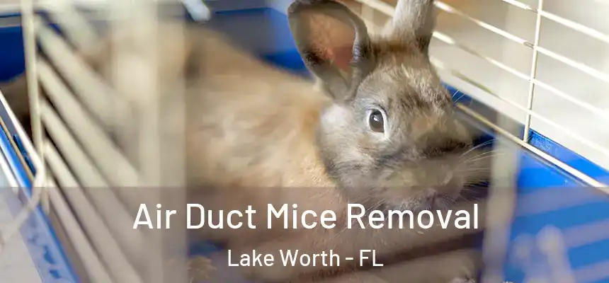 Air Duct Mice Removal Lake Worth - FL
